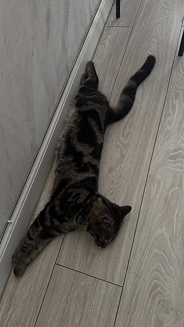 Животные: Кот, примерно 1 год, ласковый спокойный. Отдаю срочно — 3