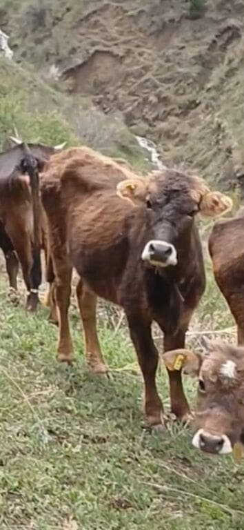 215 60 р17: Audi A6: 2001 г., 2.7 л, Механика, Бензин — 8