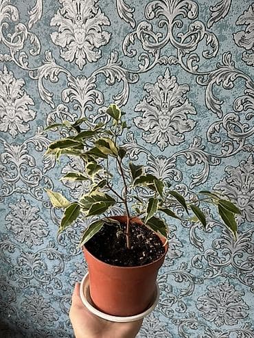 фикус: Фикус Бенджамина вариегатный (Ficus benjamina) в горшке. - Компактный — 2
