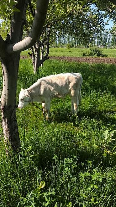 дом животные: Продаю | Тёлка | На откорм | Привязанные — 3