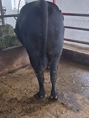 тай полукровка: Продаю | Бык (самец) | Абердин-ангус | Для разведения | Племенные — 5