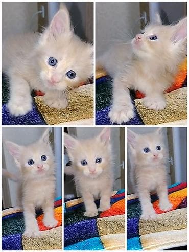 Животные: Мейн-кун, 1 месяц, Девочка, Приучена к лотку — 1
