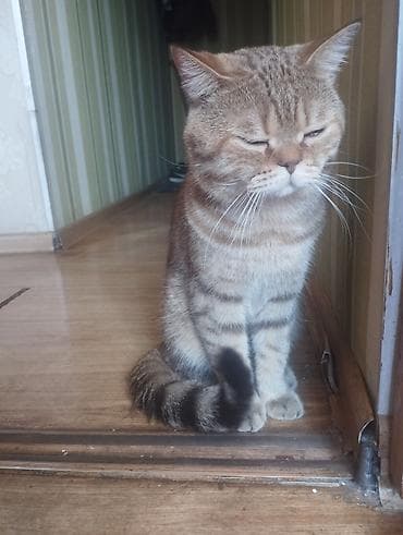 купить бурманскую кошку: Кошка даром: Британская короткошёрстная, 2 года, Мальчик, Кастрирована, Приучена к лотку, Проглистована — 1