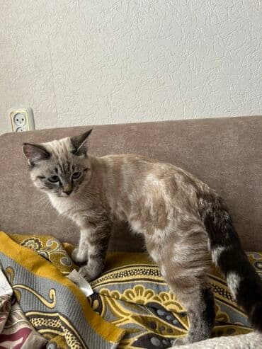 британская короткошерстная кошка купить: Котёнок с необычным окрасом пойнт (серо-бежевый с тёмными отметинами) — 3