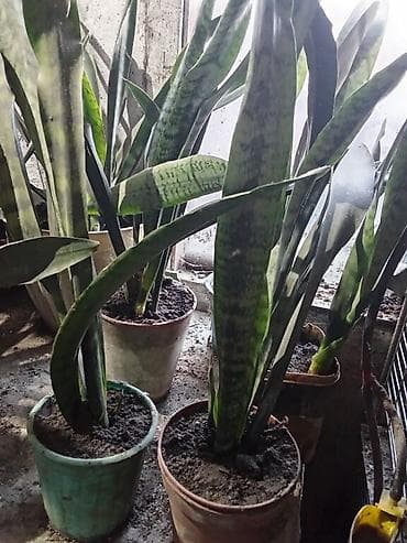 Хризантемы: Продаю "тещин язык". Укоренённые, отлично очищают воздух — 1