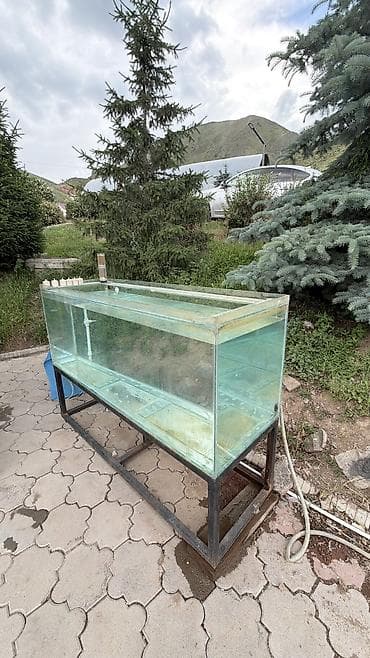 декоративные крысы купить: Большой стеклянный аквариум на металлической подставке — 2