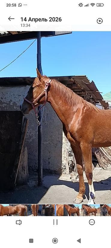 уй сатылат бишкек 2022: Сатам | Байтал | Жумушка — 4