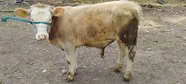 chi su: Продаю | Бык (самец) | Полукровка | На откорм | Привязанные — 7