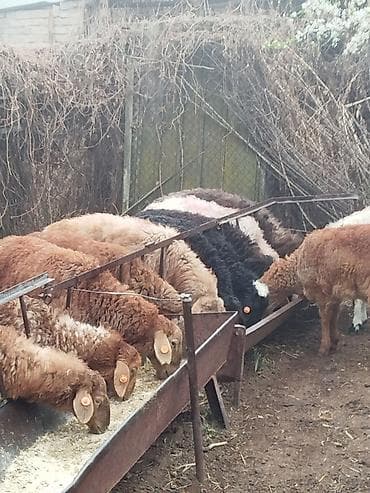 цыплята бройлера: Продаю | Овца (самка) | Для разведения — 1