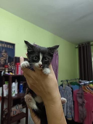 манчкин коты: Кошка даром: Беспородная, 2 месяца, Мальчик, Приучена к лотку, Проглистована — 1