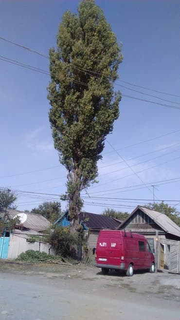 слом дома и вывоз мусора цена: Спилить дерево! Нет проблем. Очистить от разросшихся кустарников и — 2