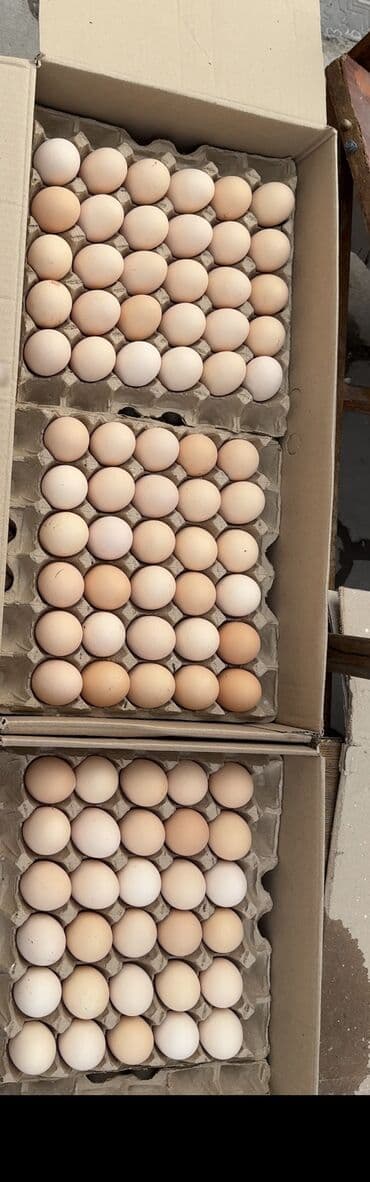 коный спорт: ЯЙЦА ОПТОМ - Коричневая скорлупа, ровный размер, чистые. - Упаковка — 3