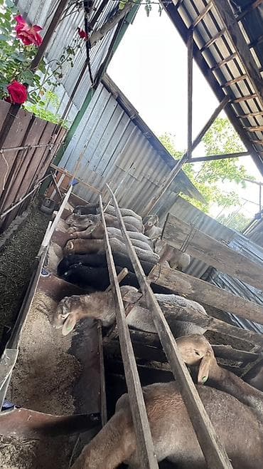 Продаю | Баран (самец) | Для разведения at lalafo.kg Продаю | Баран (самец) | Для разведения