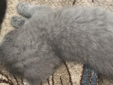 Животные: Пушистые котята серого (дымчатого) окраса. - Окрас: равномерный серый — 3