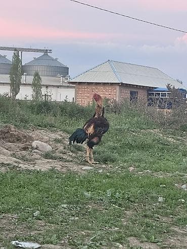 Продаю | Петух | Бойцовая, Дакан | Для разведения