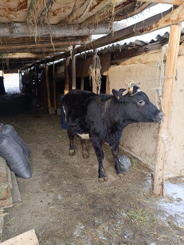 Зоотовары: Продаю | Корова (самка) | Для молока | Привязанные — 1