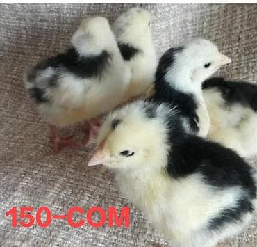 цыпляты: Продаю | Цыплята | Для разведения — 1