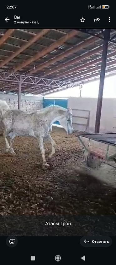 инд: Продаю | Жеребенок | Английская | Конный спорт | Племенные — 5