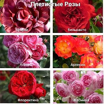 колючки: Https://t.me/blooming_garden_kg Редкие и эффектные декоративные — 7