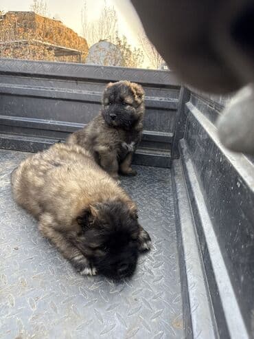 продам щенка овчарки: Щенки Кавказкой овчарки.больше месяца. Прививка еще не сделано — 6