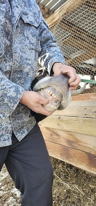 мяса кролика: Продаю | Корова (самка), Бык (самец), Тёлка | Алатауская | Для разведения, Для молока | Стельные — 6