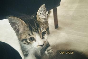 манчкин бишкек: Котят к хорошим рукам,приучены к лотке. - Темперамент по фото: игривые — 2