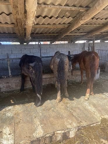 бычки 1год: Продаю | Кобыла (самка) | Рабочий | Мерин — 6