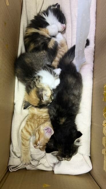 1 мальчик 2 котенка оригинал: Котята, помёт из 4 малышей. Описание: - Возраст на фото — примерно 8 — 2