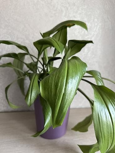 Канцтовары: Продается цветок — 2