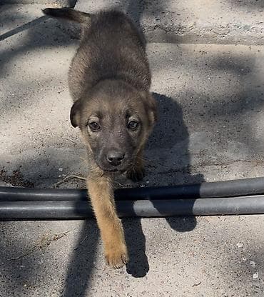 сөөл жан: Щенок, девочка, отдадим даром с доставкой, предположительно метис — 1