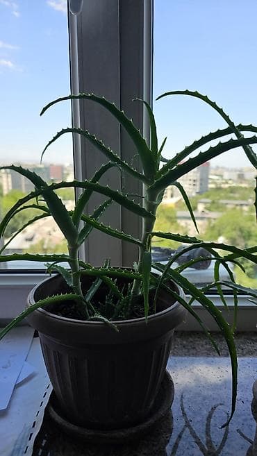 aloe: Целебный хороший алоэ 3 года! с детками Неприхотлив в уходе. Яркий — 3