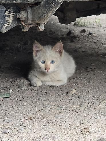 кошки бенгальские: Котята, возможны разные окрасы. На фото представлены: - рыжий котёнок — 6
