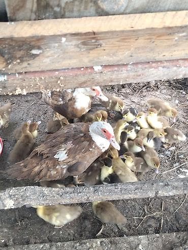 продаю животных: Продаются, мускусные утята недельные. Утята по 270сом, есть — 4