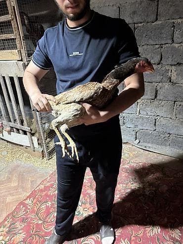 даканн: Продаю | Куры | Бойцовая | Для разведения — 1