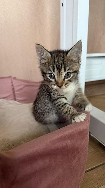 маленькая кошка: Котята домашние, короткошёрстные, от одной кошки-питомца. Несколько — 5
