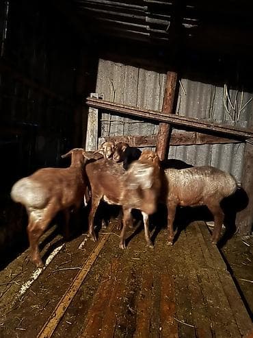 щенки собаки: Продаю | Овца (самка) | Для разведения | Матка — 5