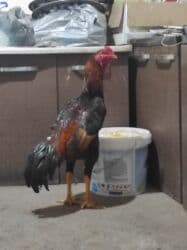 корм витакрафт для волнистых попугаев: Декабрский 4.800 ударник 15000кеми бар — 2