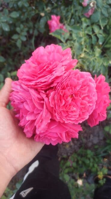 где купить саженцы гортензии в бишкеке: Көчөттөр гүлдүн: Розалар — 3