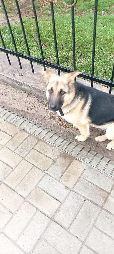 сенбернар щенок цена: Немецкая овчарка, 6 месяцев, Самка — 1