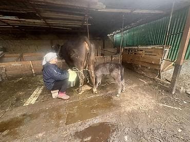 суточный жожо: Продаю | Корова (самка) | Алатауская | Для молока | После отела — 2