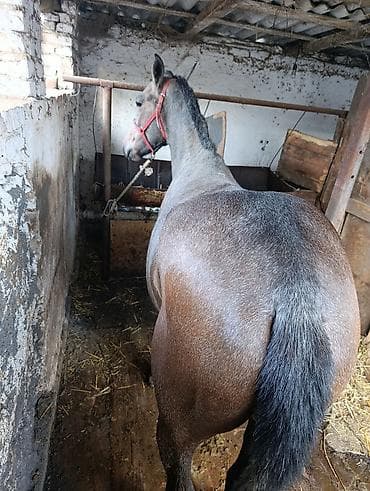 лошадь купить: Продаю | Кобыла (самка) — 5