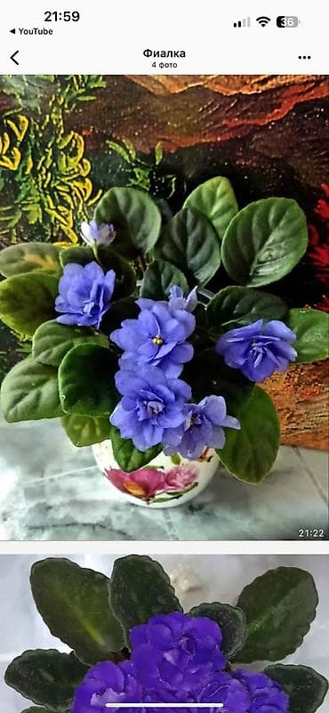 фиалку: В продаже детки,, стартеры, взрослые сортовые фиалки🌺🌺🌺, От 100 сом — 10