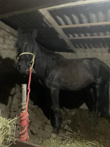 отель для собак: Продаю | Кобыла (самка) | Для разведения | Мерин — 2