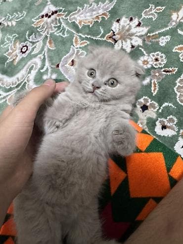 Мышыктар: Скотиш Фолд (Шотландиялык шалпаң кулак), 1 айлык, Эркек, Боз — 3
