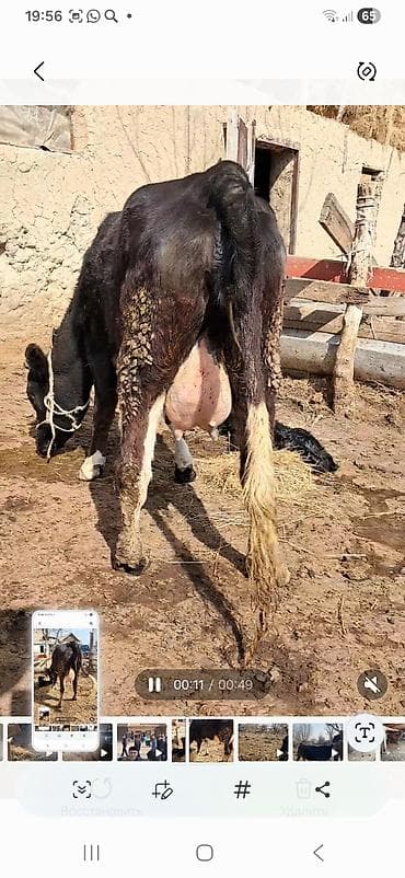 уй корова: Продаю | Корова (самка) | Полукровка | Для молока | После отела — 3