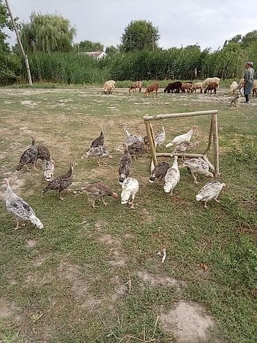 Животные: Продаю | Индюшата | Полукровка | Для разведения — 1