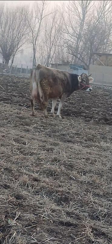 ош арзан уйлор: Сатам | Уй (ургаачы) | Аргын | Сүт алуу үчүн | Байланган — 2