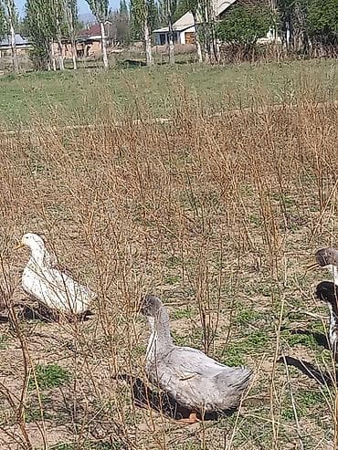 трава заберу бесплатно: Утки домашние, разного окраса (белые, серые, пёстрые). Поголовье — 2