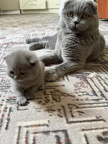 бурма кошка: Шотландские вислоухие котята (Scottish Fold), окрас голубой (blue). - — 10