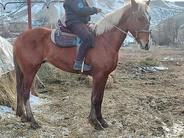 скупка лошадей: Продаю | Конь (самец) | Рабочий | Мерин — 4